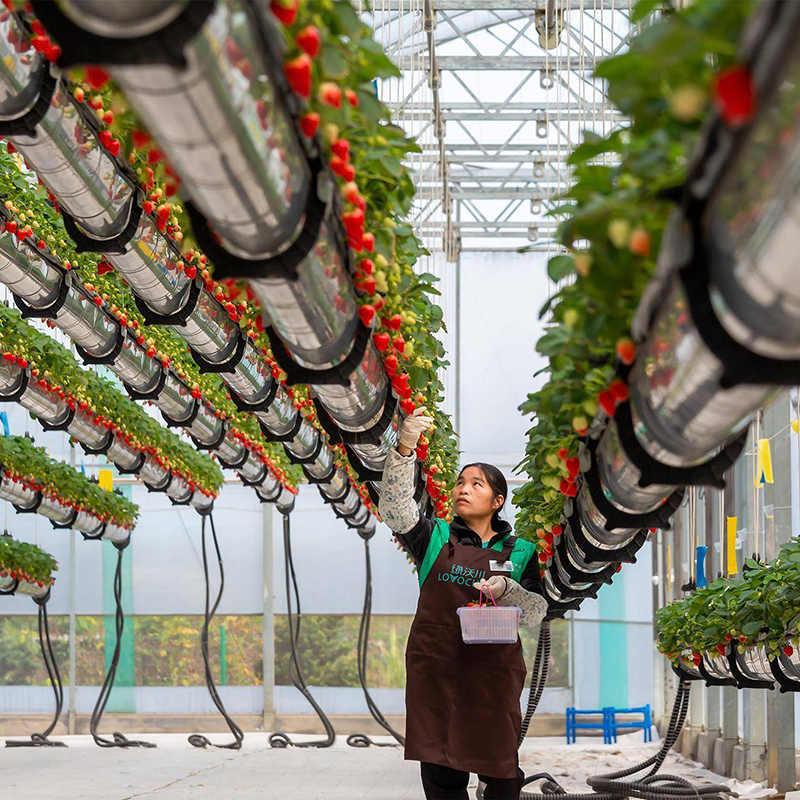 柳州市蔬菜大棚空中草莓 - 推荐