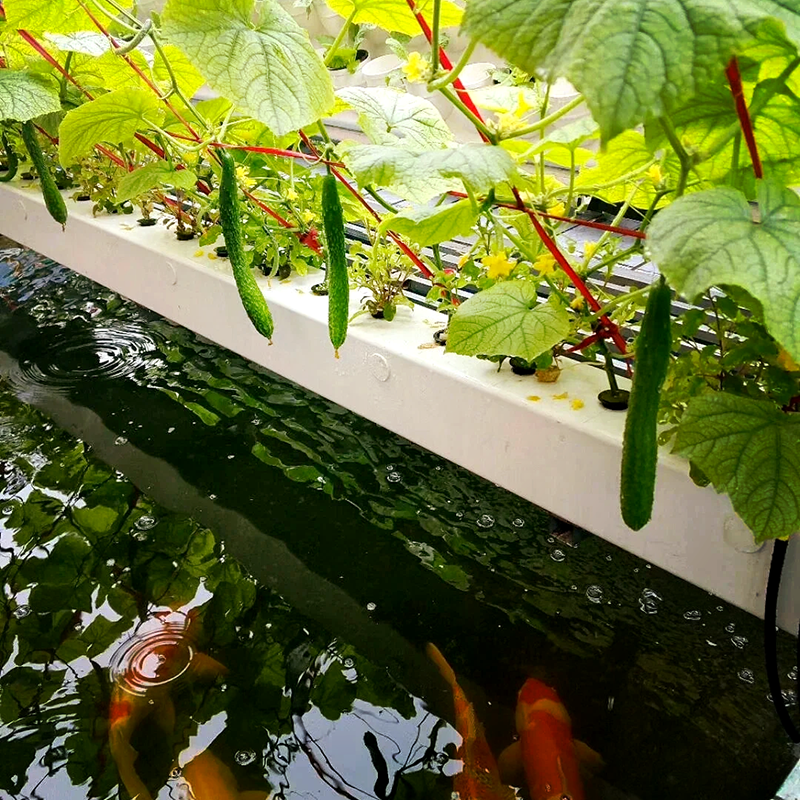 柳州市空中草莓鱼菜共生 - 一站式服务